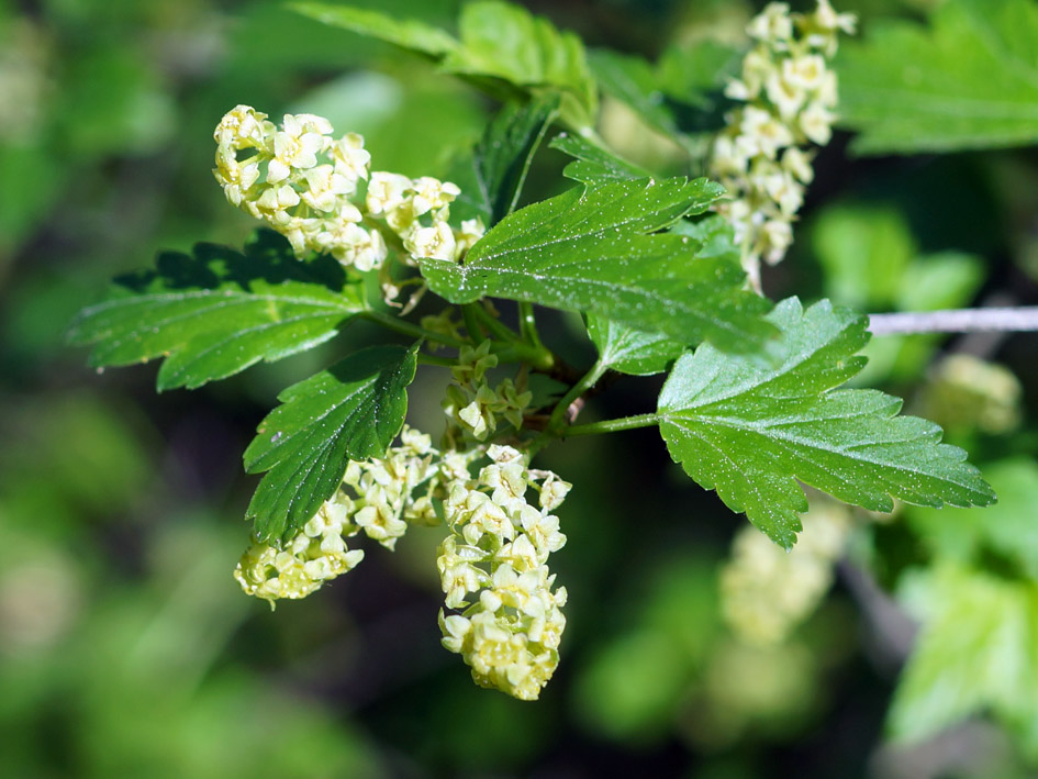 Image of Ribes alpinum specimen.