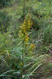 Solidago virgaurea. Верхушка цветущего растения. Челябинская обл., окр. г. Челябинск, Золотая горка, берёзовый лес. 21.08.2015.