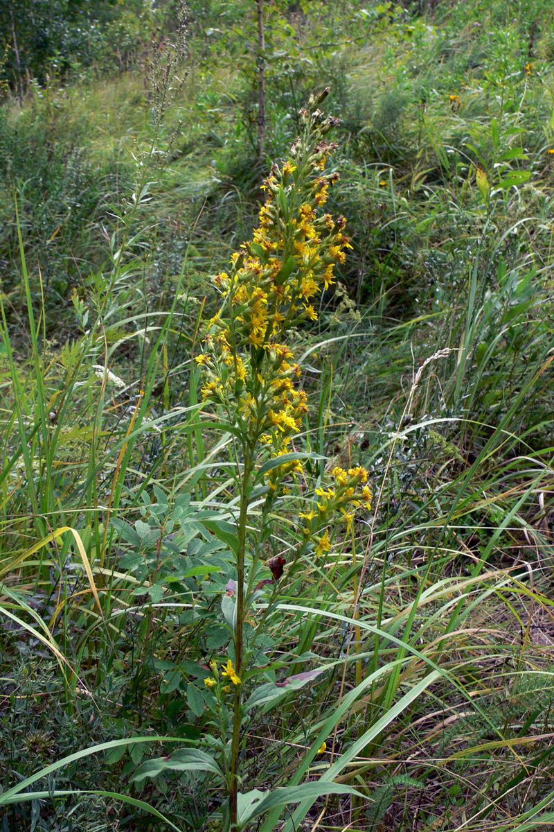 Image of Solidago virgaurea specimen.