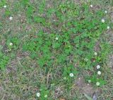 Trifolium hybridum