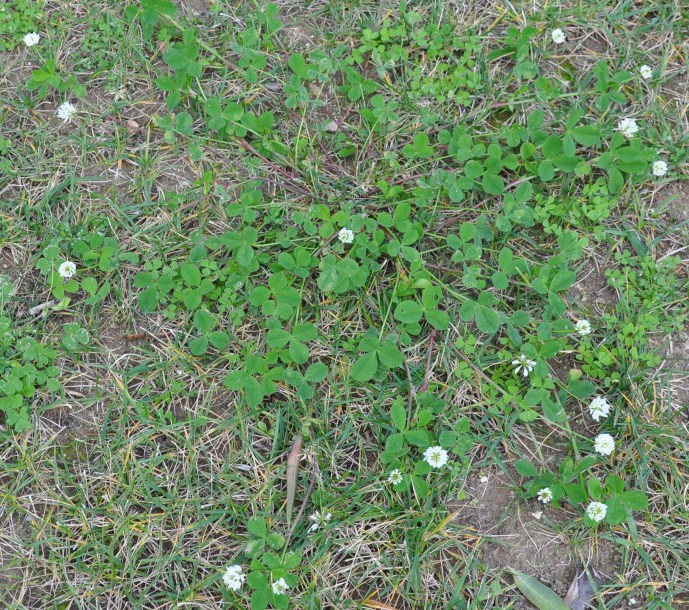 Image of Trifolium hybridum specimen.