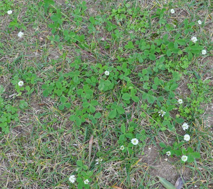 Изображение особи Trifolium hybridum.