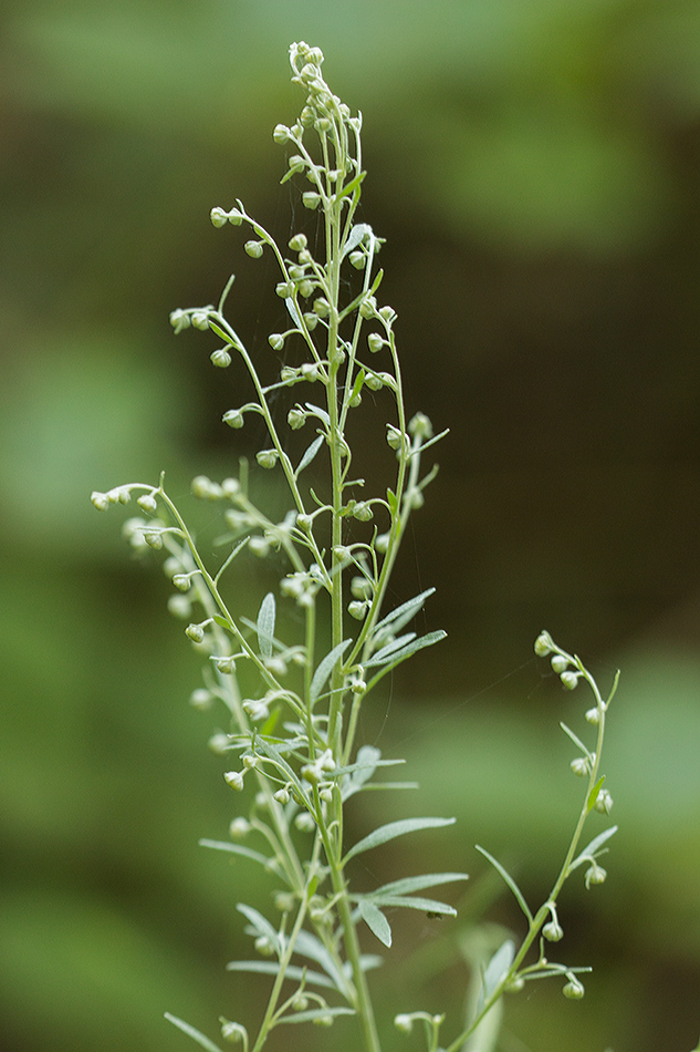 Image of Artemisia absinthium specimen.