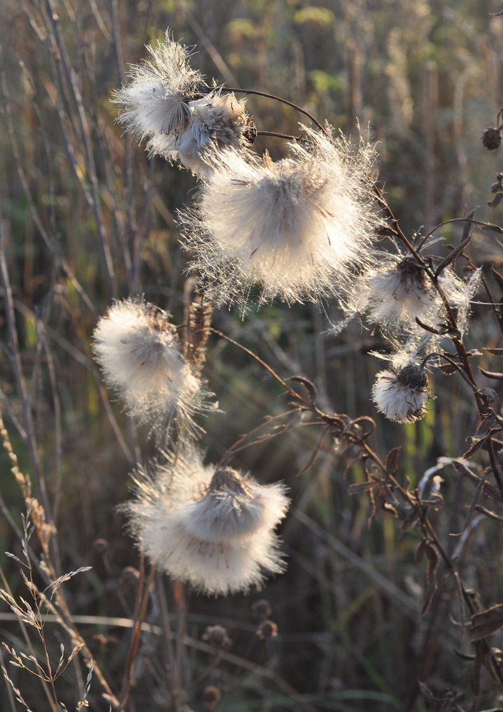 Изображение особи Cirsium setosum.