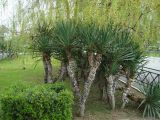 Yucca gloriosa. Вегетируюшие растения. Краснодарский край, г. Сочи, Центральный р-н, в культуре. 27.03.2016.