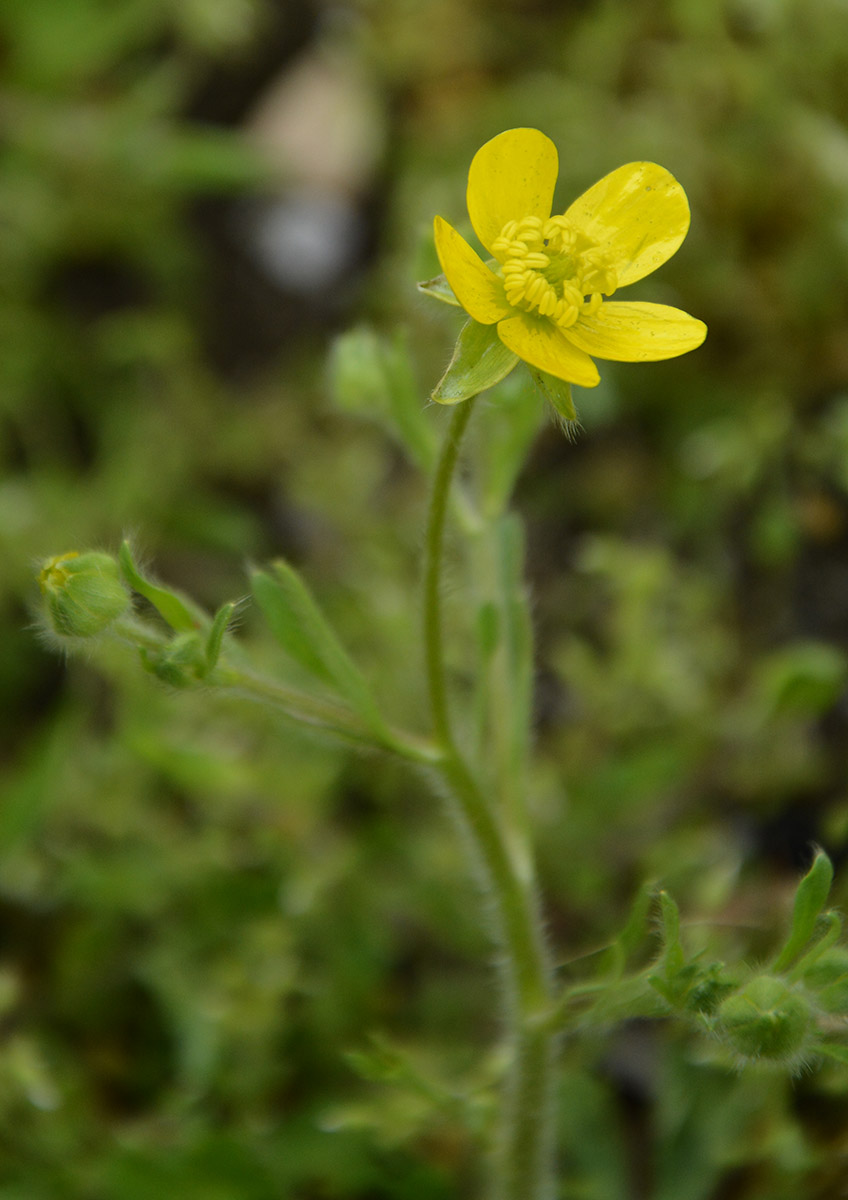 Изображение особи Ranunculus polyanthemos.