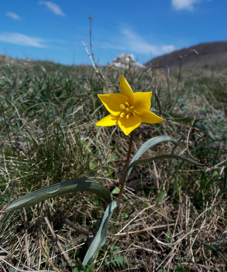 Image of Tulipa australis specimen.