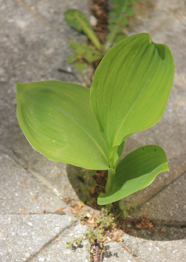 Изображение особи Convallaria majalis.