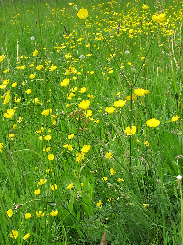 Image of Ranunculus acris specimen.