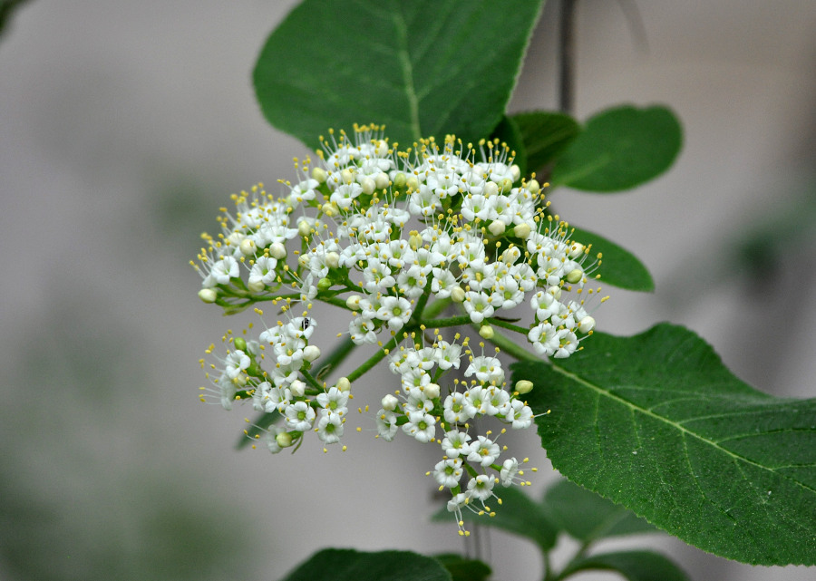 Изображение особи Viburnum lantana.