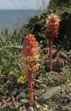 Orobanche centaurina. Цветущие растения вблизи листьев Centaurea salonitana (возможный хозяин). Крым, окр. г. Судак, п-ов Меганом, приморский склон. 27 мая 2016 г.