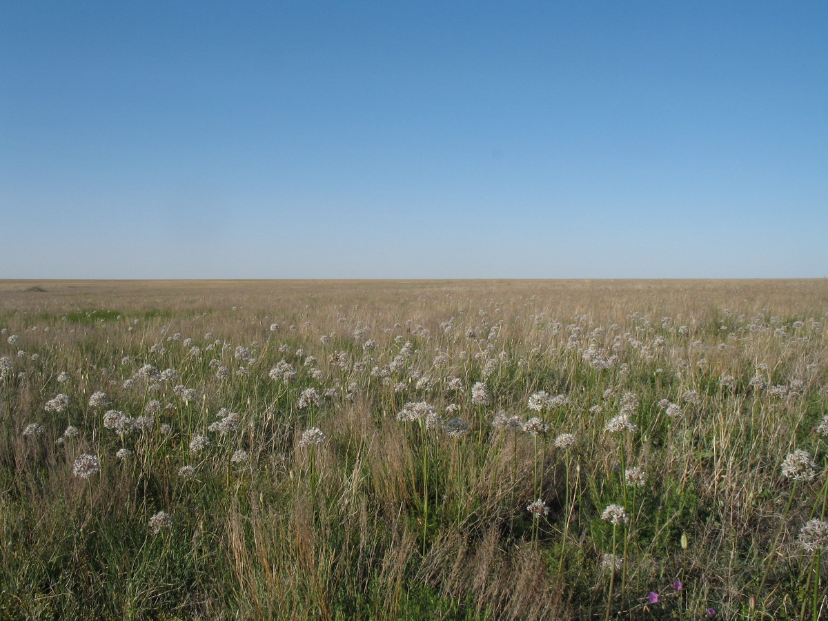 Image of Allium tulipifolium specimen.