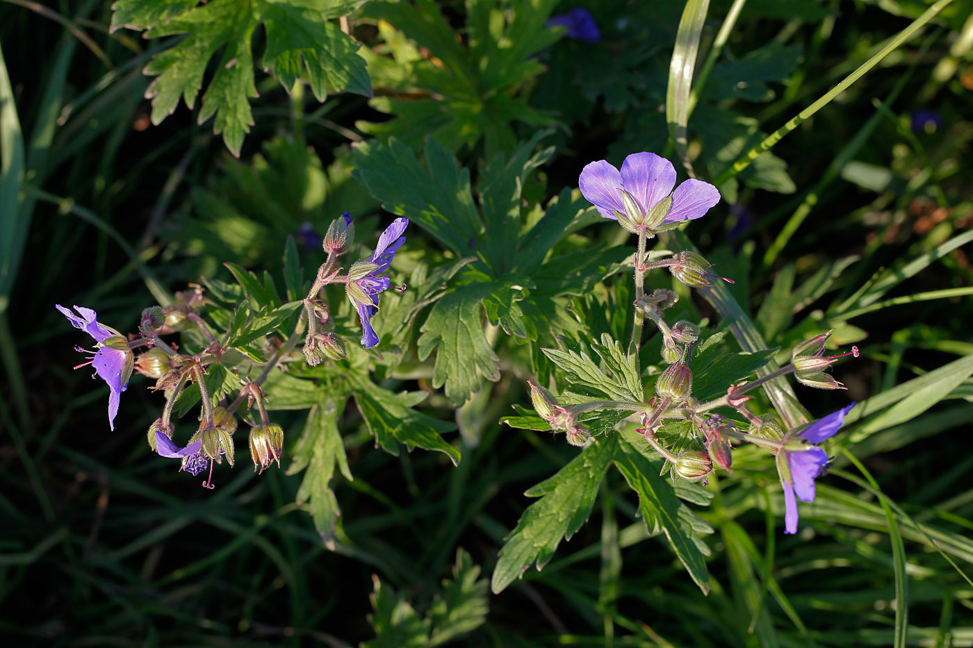 Изображение особи Geranium pratense.