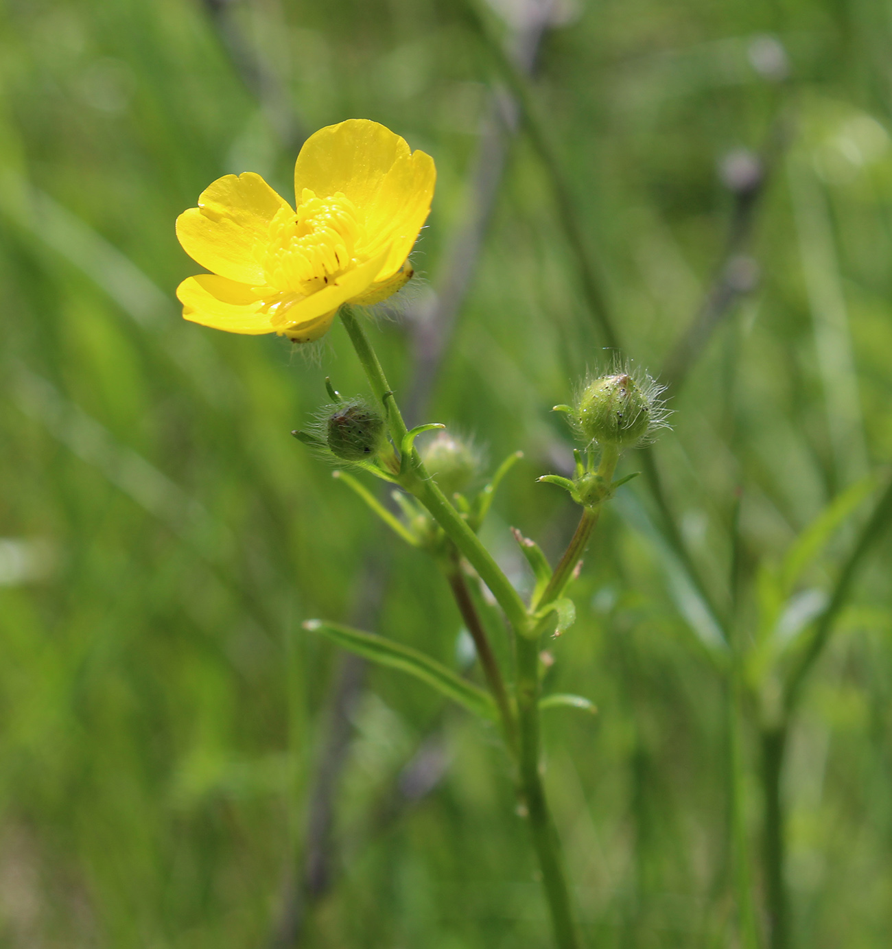 Image of Ranunculus polyanthemos specimen.