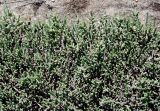 Halocnemum strobilaceum