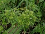 Potentilla multifida. Соцветия. Приморье, Находкинский городской округ, окр. пос. Авангард, у лесной тропы. 04.07.2016.