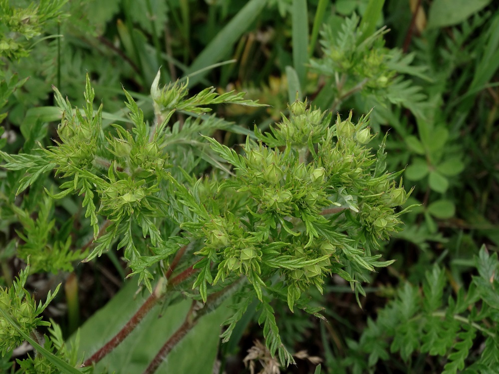 Image of Potentilla multifida specimen.