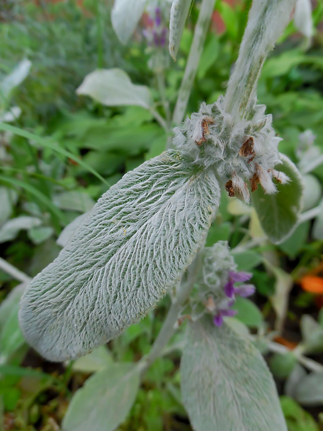 Image of Stachys byzantina specimen.