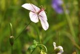 Geranium dahuricum