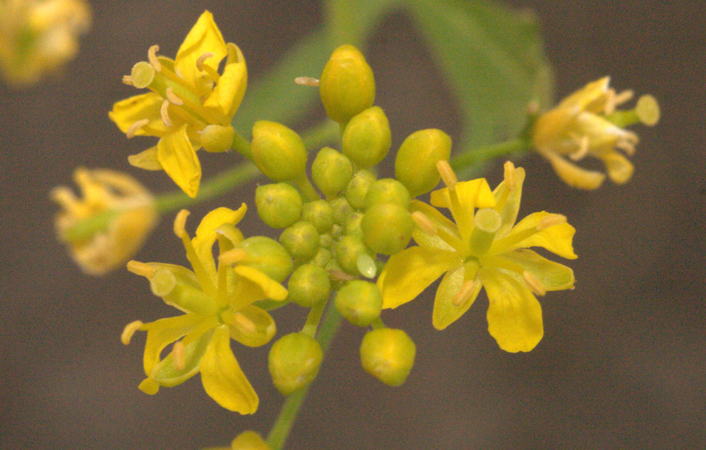 Изображение особи Rorippa sylvestris.