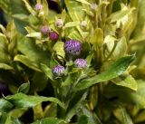 Cirsium setosum