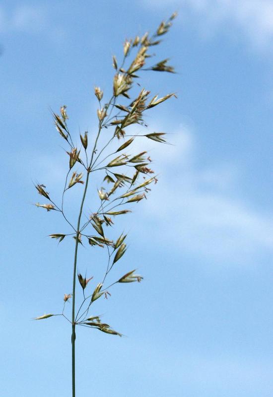 Image of Trisetum flavescens specimen.