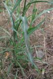 Tragopogon