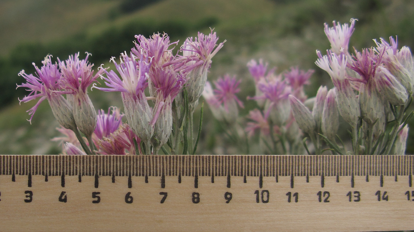 Изображение особи Jurinea stoechadifolia.