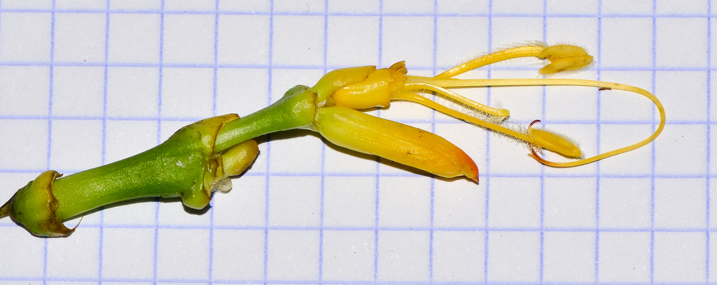 Image of Sanchezia speciosa specimen.