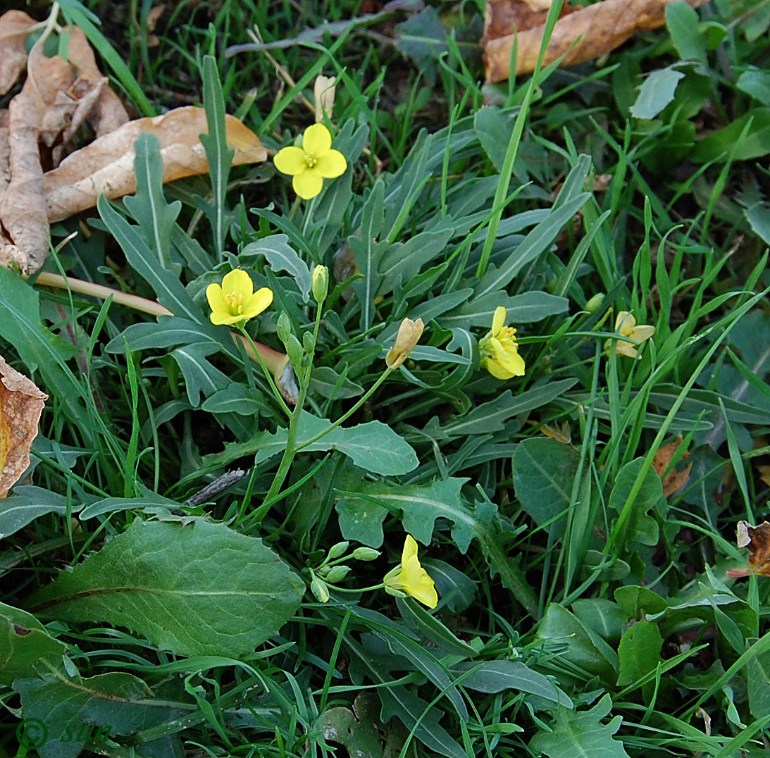 Image of Diplotaxis tenuifolia specimen.