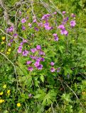 Geranium sylvaticum. Цветущее растение. Северная Осетия, Ирафский р-н, долина р. Танадон, ≈ 1800 м н.у.м., луг на опушке смешанного леса. 05.07.2016.