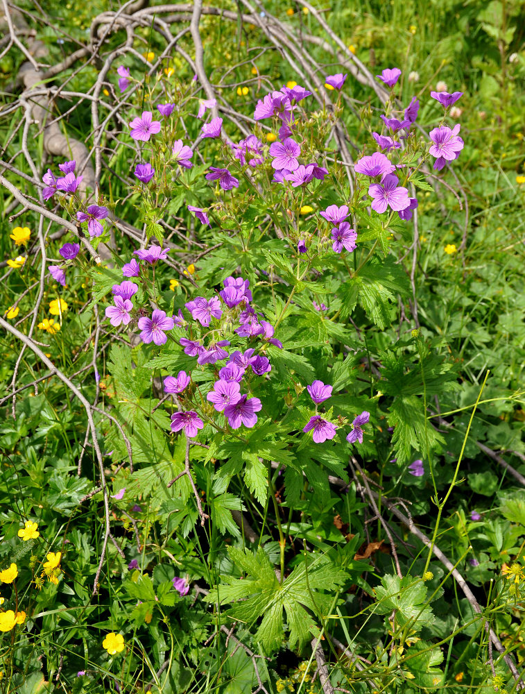 Изображение особи Geranium sylvaticum.