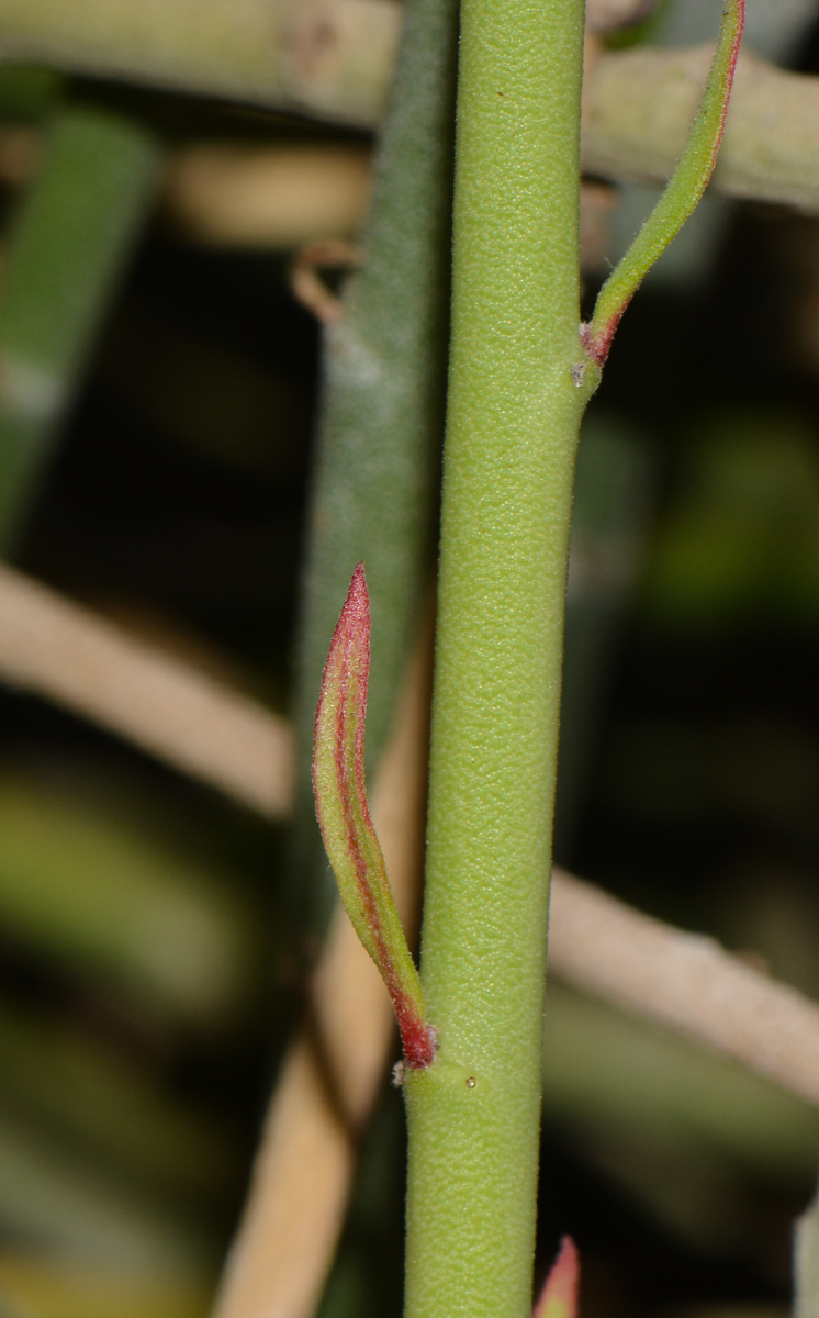 Изображение особи Euphorbia antisyphilitica.