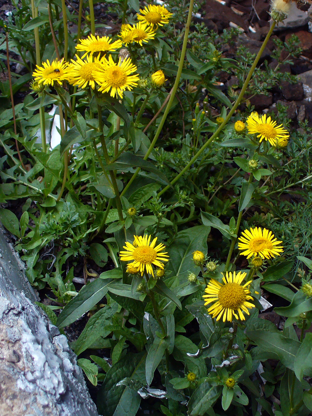 Image of Inula britannica specimen.