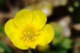 род Ranunculus