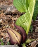 Symplocarpus renifolius