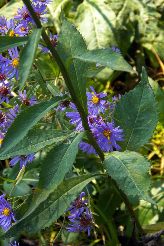 Image of genus Aster specimen.
