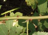 Image of taxon representative. Author is Сергей Одинец