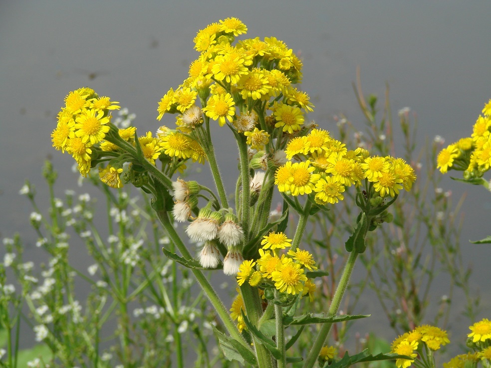 Изображение особи Tephroseris palustris.