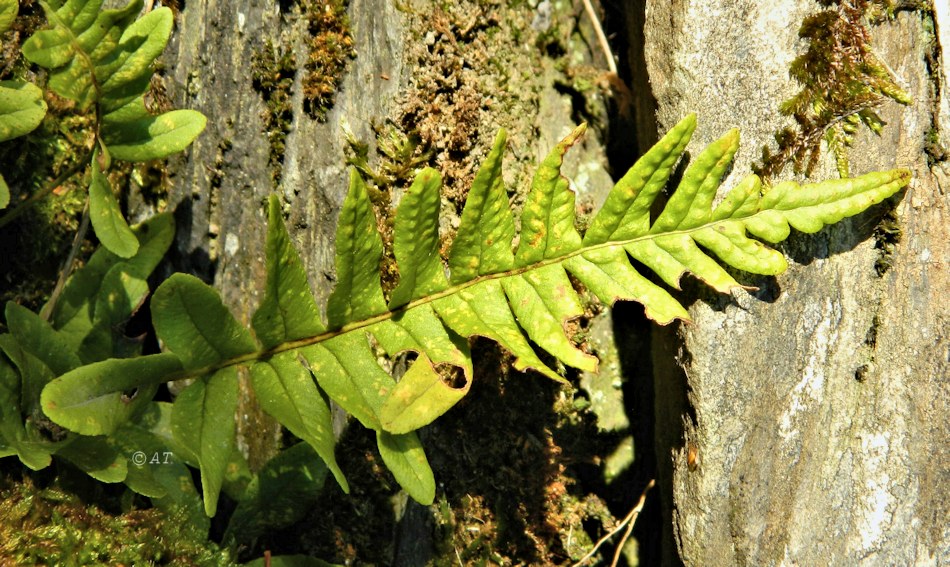 Изображение особи Polypodium vulgare.