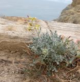 Matthiola odoratissima