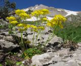 Draba hispida