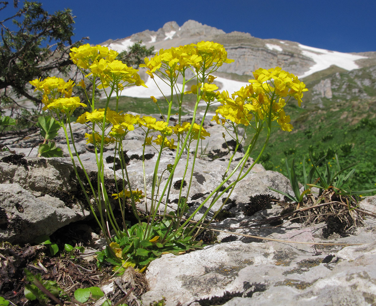 Image of Draba hispida specimen.