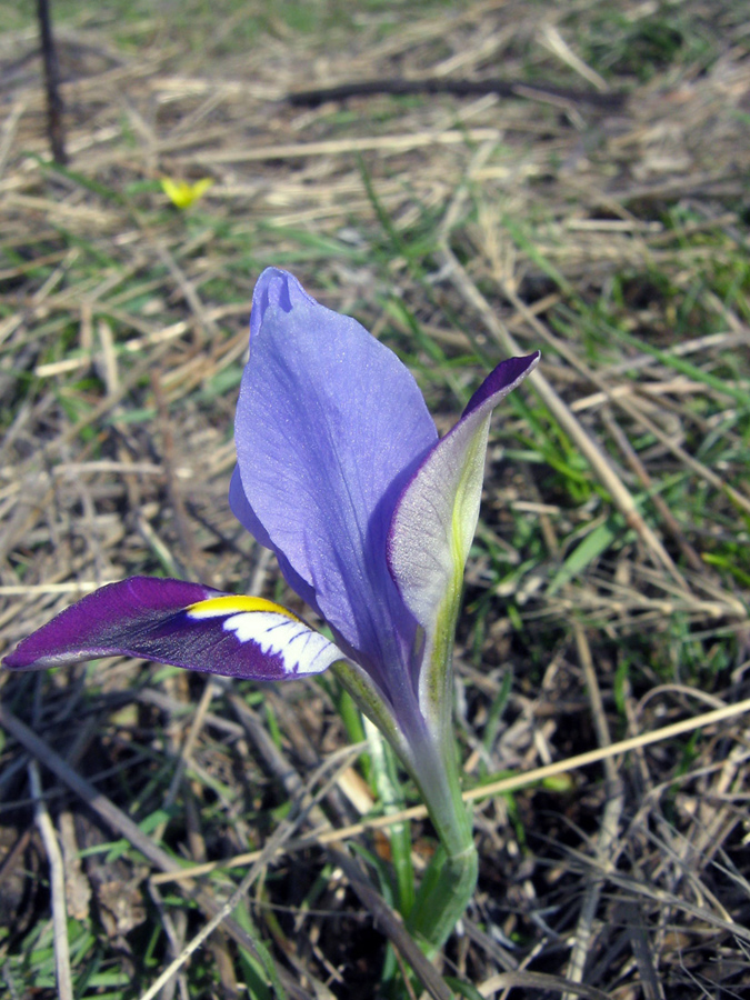 Изображение особи Iridodictyum kolpakowskianum.