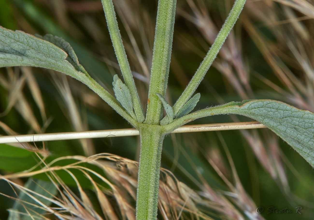 Image of Marrubium peregrinum specimen.