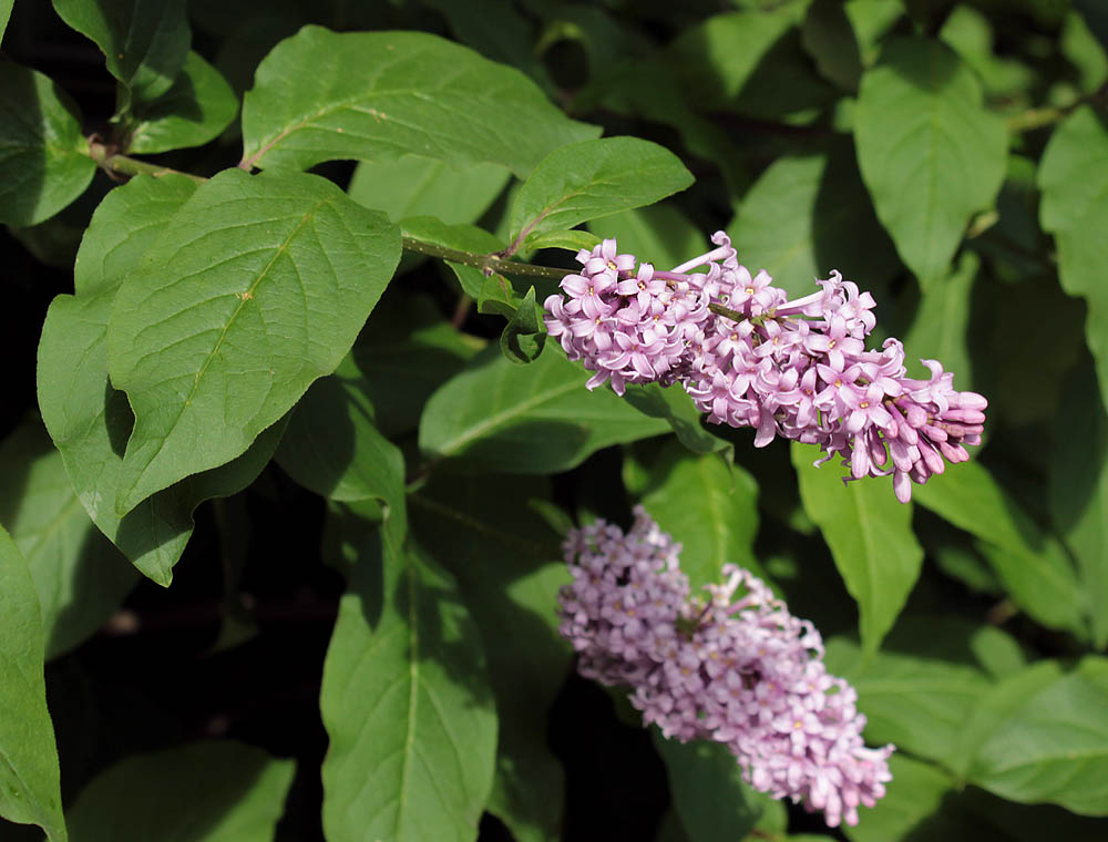 Image of Syringa &times; henryi specimen.