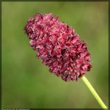 Sanguisorba officinalis