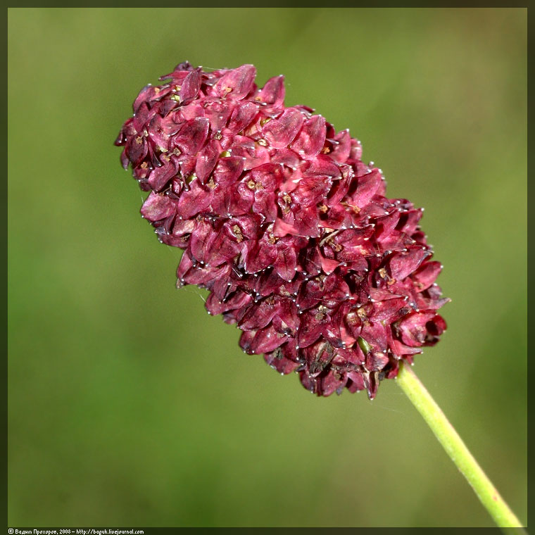 Image of Sanguisorba officinalis specimen.