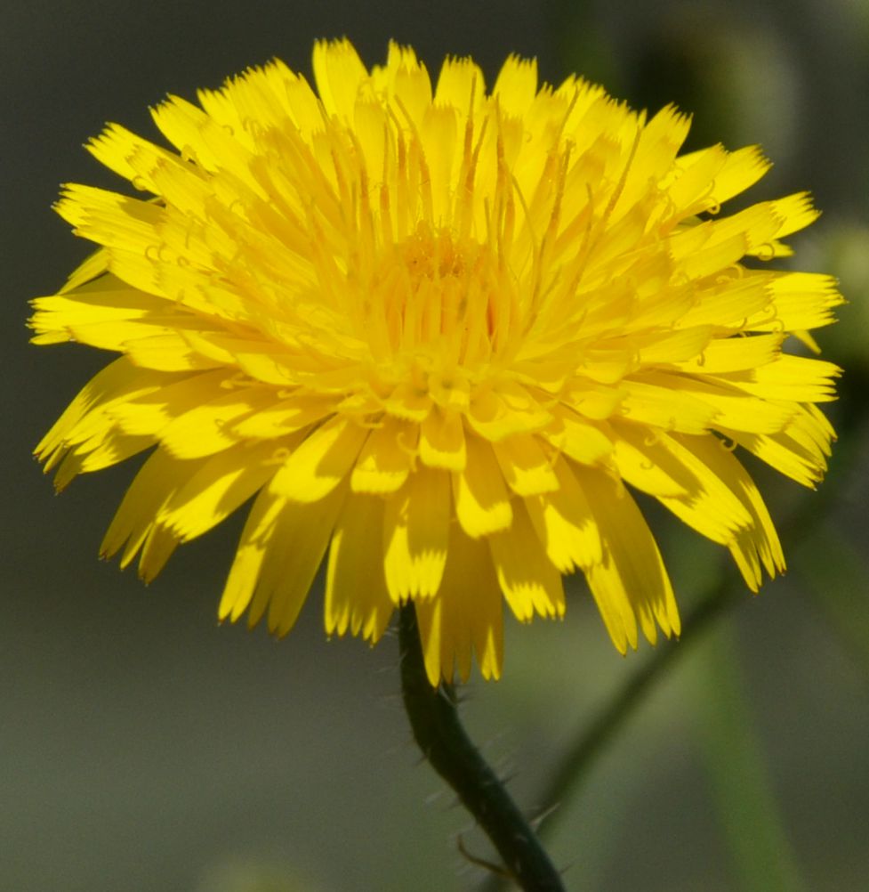 Image of Hypochaeris achyrophorus specimen.