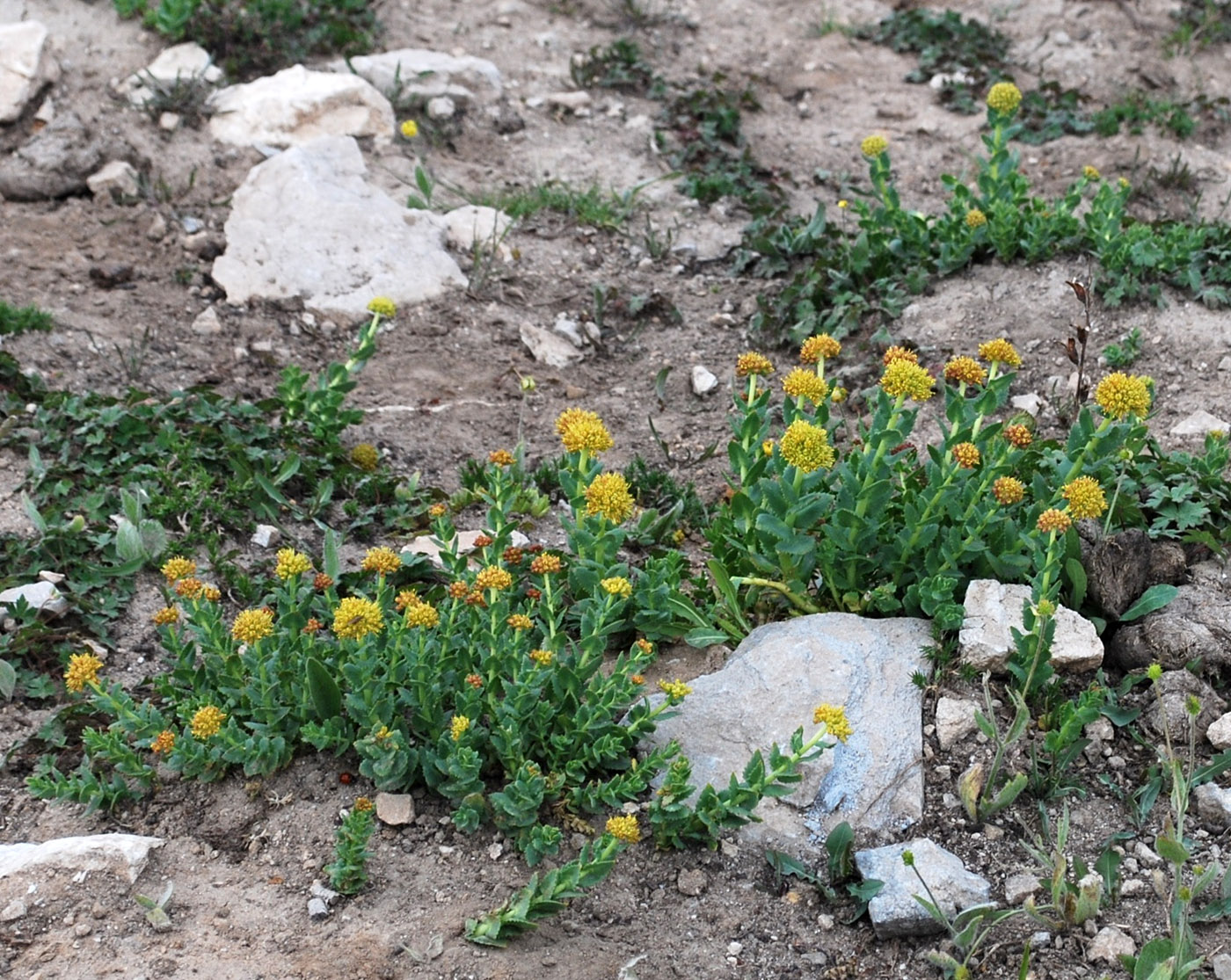 Изображение особи Rhodiola heterodonta.